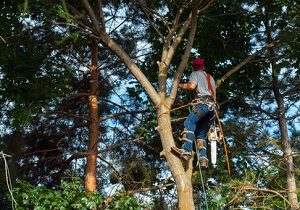 Fredericksburg Tree Care